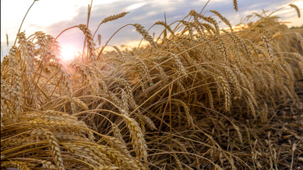 Wheat field on the background of the setting sun