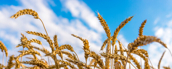 Banner barley Field in period harvest on background cloudy sky.