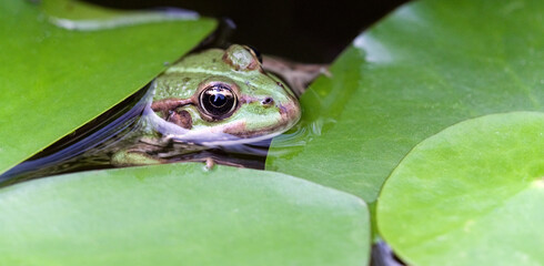 Teichfrosch © C. Schüßler