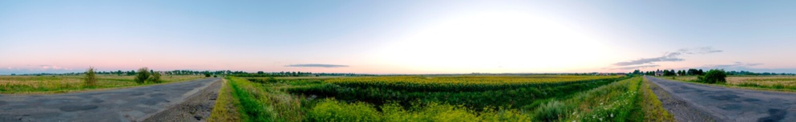 panorama of sunflowers near the road