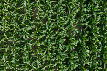 Drone photography, top view of green unripe corn crop field in summer