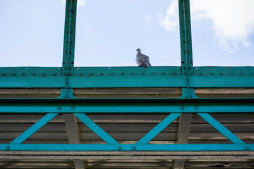 Naklejka premium Eurasian collared dove sits on a old blue industrial building