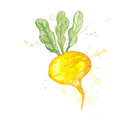 Turnip. Watercolor illustration isolated on white.