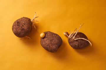 Many ugly plain potatoes with sprouts in different shapes on yellow background. With copy space.
