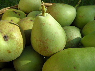 pears in the basket