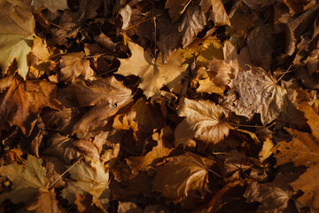 Maple leaves texture. Golden maple leaf. Yellow autumn. Autumn atmosphere.