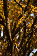 Oaktree in sunlight. Autumn in a park. Yellow and orange leaves.