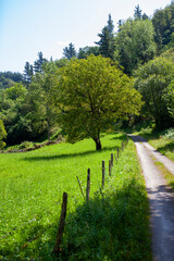 Fototapeta premium Camino junto al prado cerca de Selviejo (Cantabria)