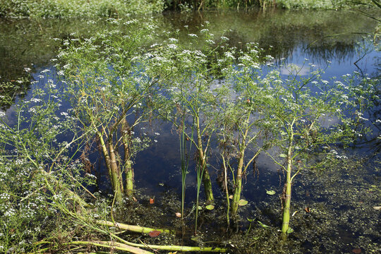The poisonous plant, cicuta virosa, grows in still water of a swamp.