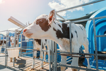 Young cute calf in box or calf-houses at dairy farm. © DedMityay