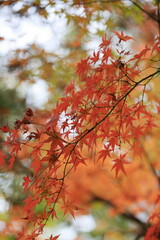 紅葉