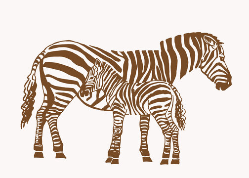 Hand-drawn vector two zebras, vintage illustration, family