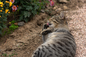 Tabby cat washes lying on the ground among the flowers. Grey cat among the chrysanthemums in the garden. Rest and relaxation. Street homeless cat. The process of washing your face closeup.