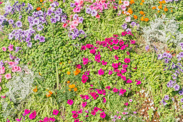 Colorful flowers on the flowerbed at summer time.