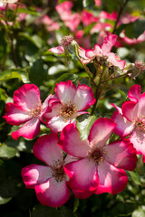 Fototapeta na wymiar Bezaubernde Wildrosenblüten im Licht