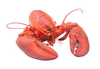 Cooked lobster isolated on white background, American lobster (Homarus americanus)