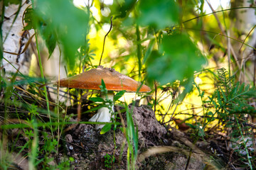 Red mushroom in the forest