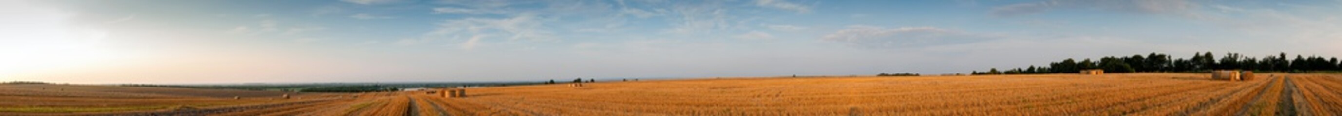 Panorama of bright yellow and golden haystacks on an agricultural field on a sunny summer day. © mikhailgrytsiv