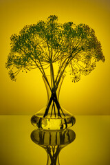 Fresh, ripe dill in a decanter with water on a yellow background
