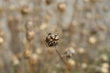 Love-in-a-mist fruit