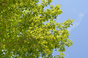 Boxelder maple