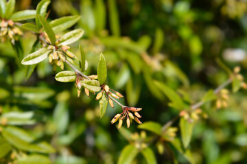 Wintergreen barberry