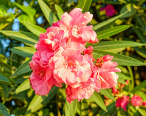 vibrant pink oleander flowers close up in the garden