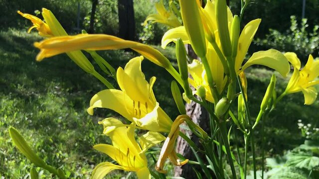 Flowers. Summer morning in the garden. Yellow daylily flowers sway in the wind on a sunny day.