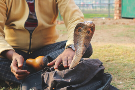 Modern Indian snake charmer with cobra.