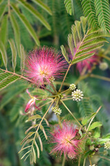 Silk tree