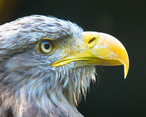 Portrait of a brown eagle's head with a yellow beak 