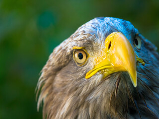 Portrait of a brown eagle's head with a yellow beak 
