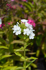 Perennial phlox