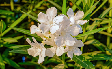 Fototapeta premium white oleander flowers close up in the garden