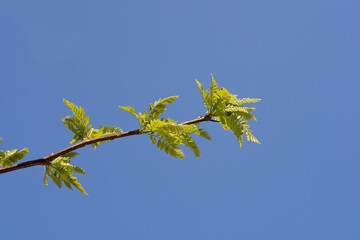 Thornless Honey locust