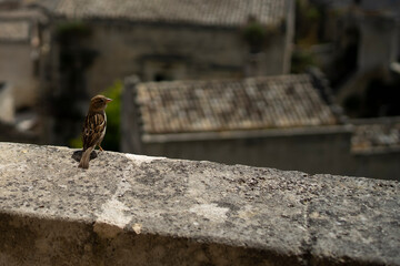 bird on a roof