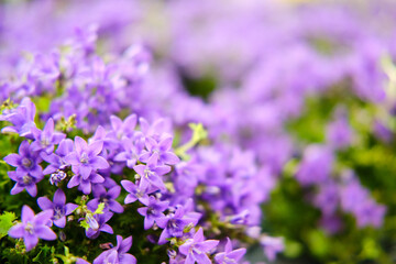 Campanula portenschlagiana - a small purple ornamental herbaceous plant, a species of the genus Campanulaceae