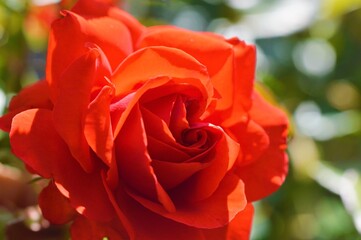red rose in garden