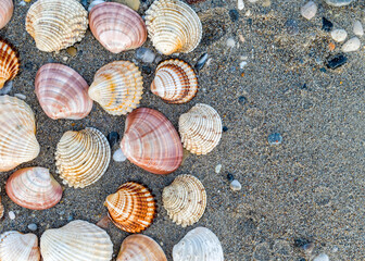 collection of sea shells on dark wet sand beach natural textured background