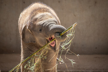 Young Asian elephant calf playing with its trunk