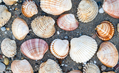 collection of sea shells on dark wet sand beach, seamless pattern background