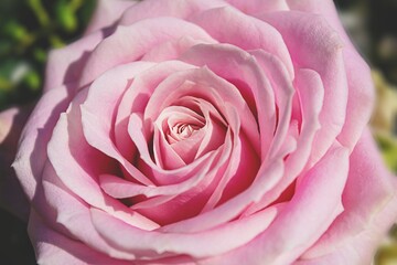 Obraz na płótnie Canvas Pink rose flower close up bloom