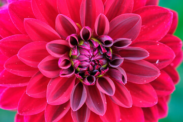 Close up of flower dahlia for background, Soft focus.