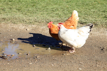 Trinkende Huehner an einer Wasserpfuetze, Schleswig-Holstein, Deutschland, Europa