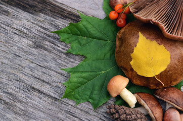 autumn fantasy , forest wealth and fallen leaves