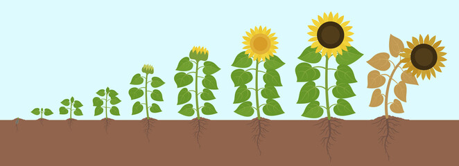 Sunflower growth stages. Agriculture plant development. Helianthus annuus. Harvest animation progression. Vector illustration infographic set.