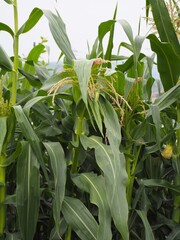 畑で成長するトウモロコシの苗