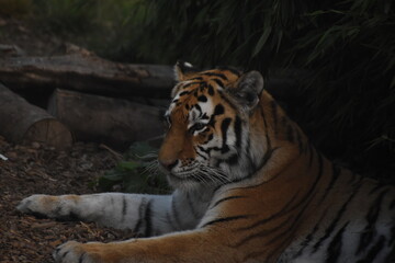 Portrait of a young tiger/cub at the zoo