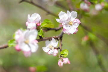apple tree blossom