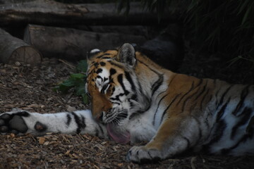 Amur tiger washing at the zoo